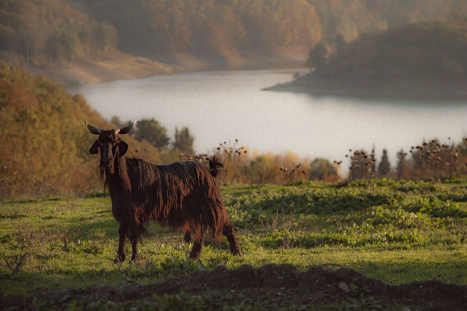 Una capra scura sul prato davanti a un lago nella nebbia del mattino